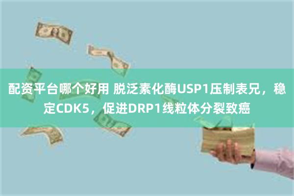 配资平台哪个好用 脱泛素化酶USP1压制表兄，稳定CDK5，促进DRP1线粒体分裂致癌
